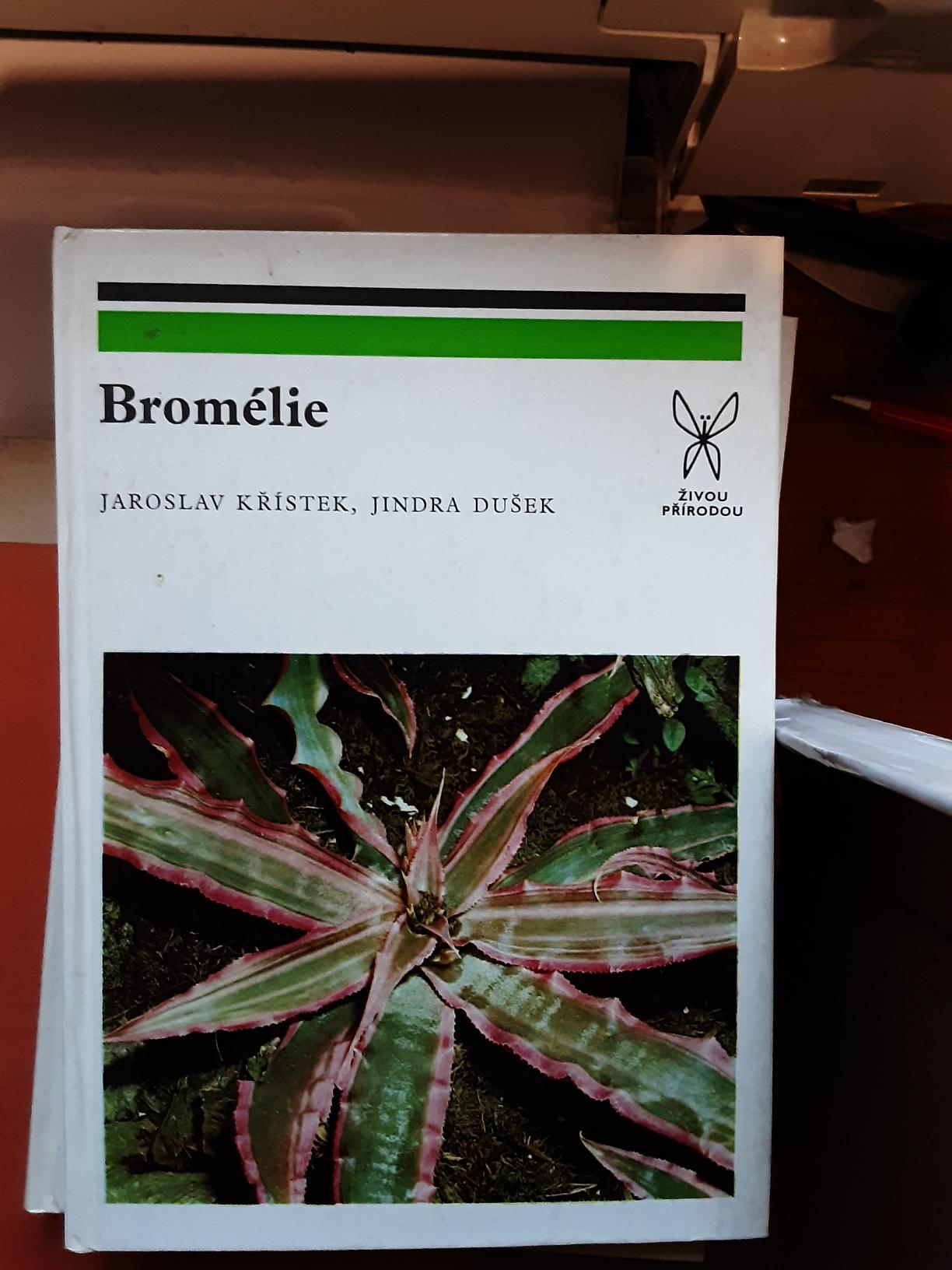 Bromélie 5359